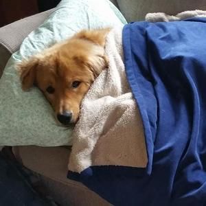 Meet your Posher, Robin